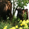 2014 Juli wandeltocht Thei Reinders
