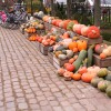 2014 september Pompoenkwekerij Buggenum