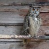 2019 woensdag 12 juni Bezoek Boswachterij de Kievit Beringe