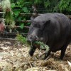 2019 woensdag 12 juni Bezoek Boswachterij de Kievit Beringe